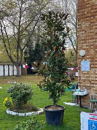 Magnolia Grandiflora tree - plant pots uk