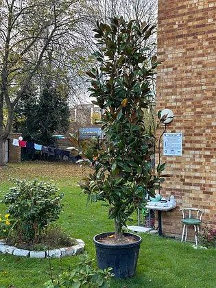 Magnolia Grandiflora tree - plant pots uk
