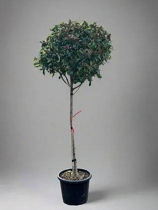 Premium Photinia Red Robin Tree - plant pots uk