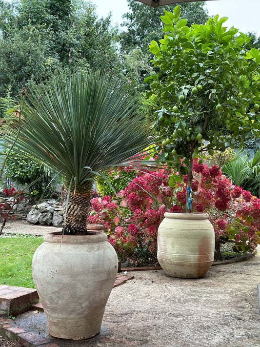 terracotta pots in uk garden in winter