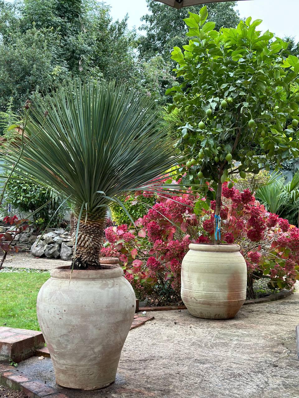 How to Protect Your Terracotta Pots in Winter: A UK Gardener's Guid - plant pots uk