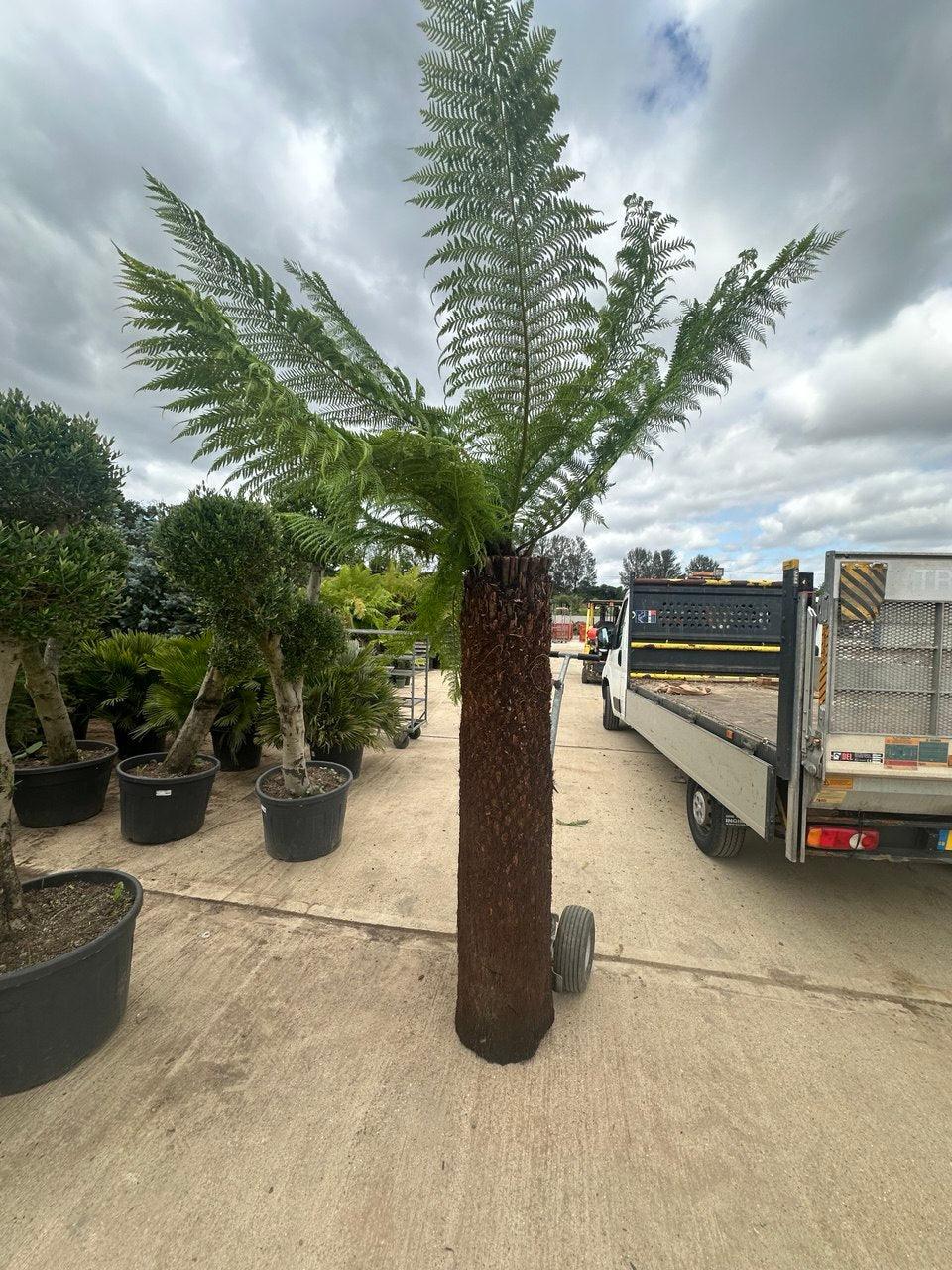 Tree Fern - plant pots uk