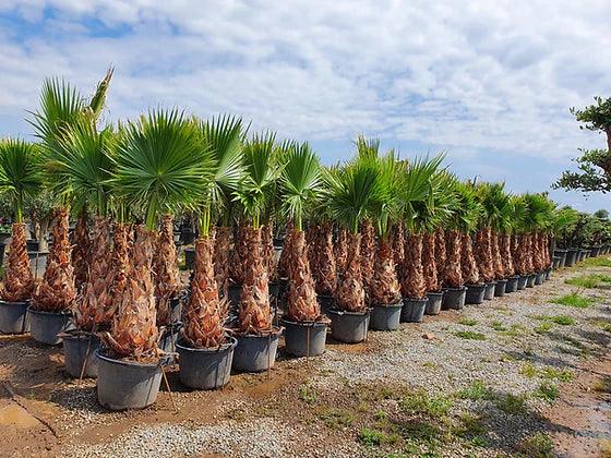 Palm Trees - plant pots uk