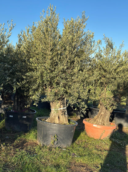 Ancient Olive Tree 7-8 ft - plant pots uk