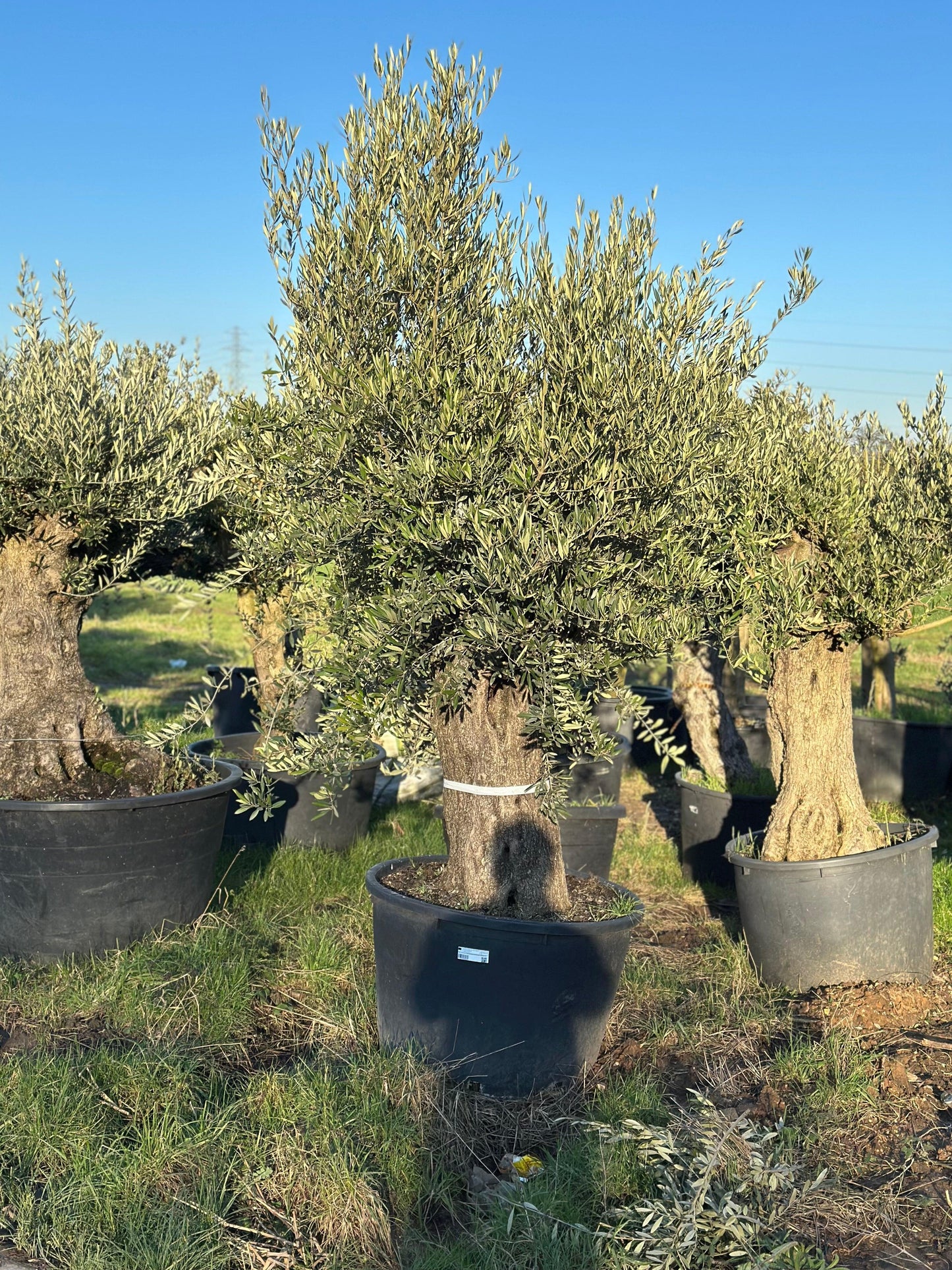 Ancient Olive Tree 7-8 ft - plant pots uk