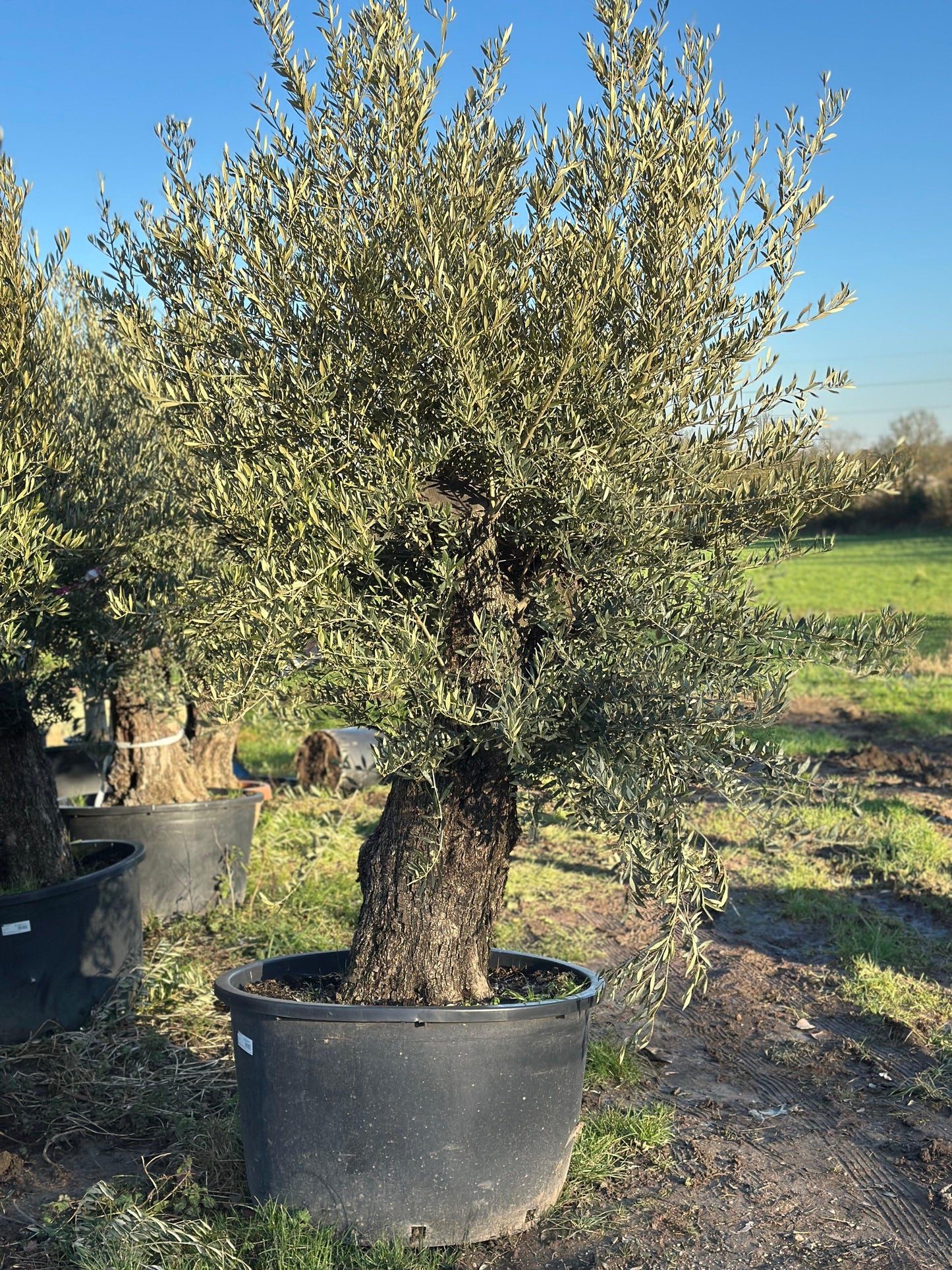 Ancient Olive Tree 7-8 ft - plant pots uk