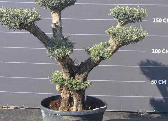 5 ft Gnarled Cloud Olive Tree - plant pots uk