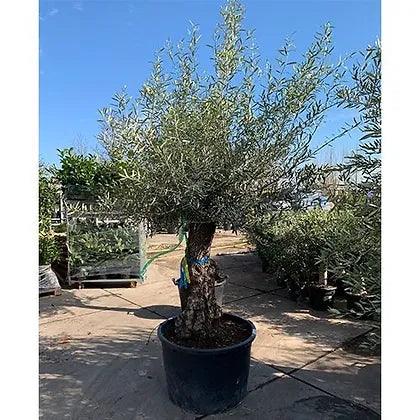 Ancient Gnarled Olive Trees 8-9 ft - plant pots uk