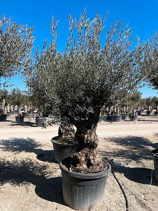 Ancient Olive Tree 7-8 ft - plant pots uk