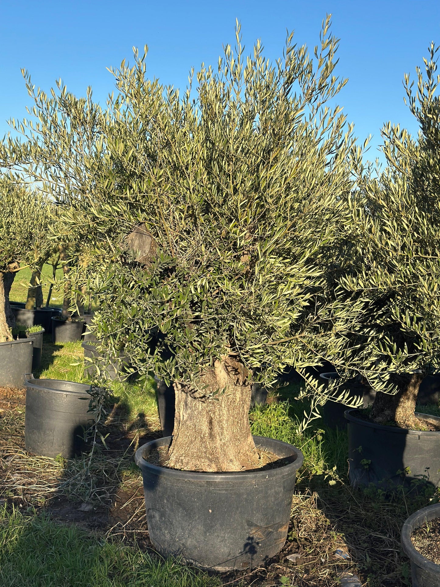 Ancient Olive Tree 7-8 ft - plant pots uk