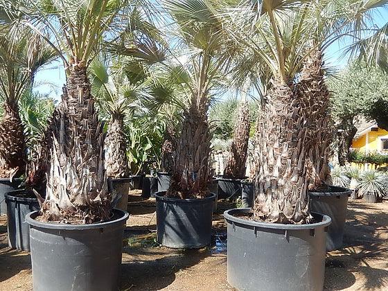 Brahea Armata Palm Tree - plant pots uk