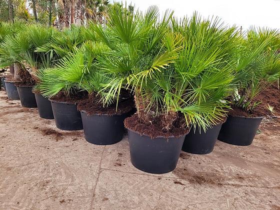 Chamaerops humilis - Mediterranean Fan Palm - plant pots uk