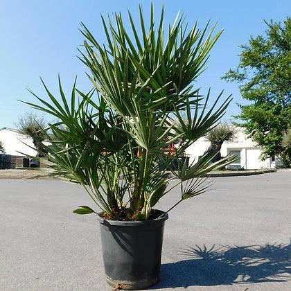 Chamaerops humilis - Mediterranean Fan Palm - plant pots uk