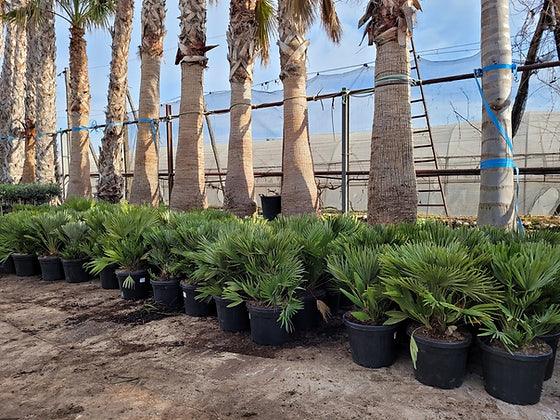 Chamaerops humilis - Mediterranean Fan Palm - plant pots uk