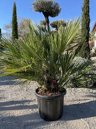 Chamaerops humilis - Mediterranean Fan Palm - plant pots uk