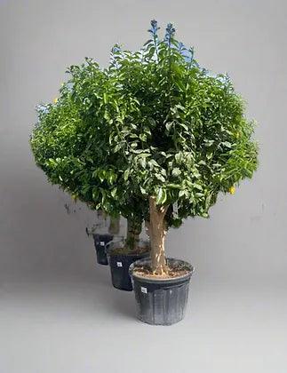 Citrus Lemon Trees - plant pots uk