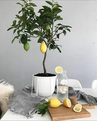 Citrus Lemon Trees - plant pots uk