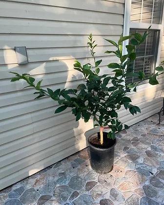 Citrus Lemon Trees - plant pots uk