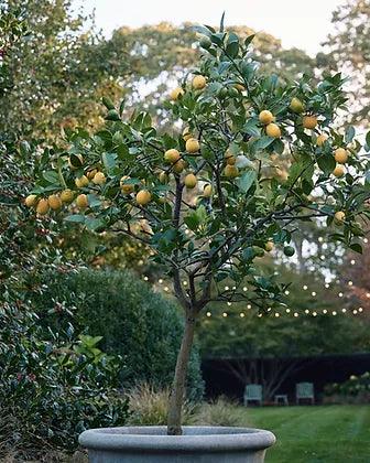 Citrus Lemon Trees - plant pots uk