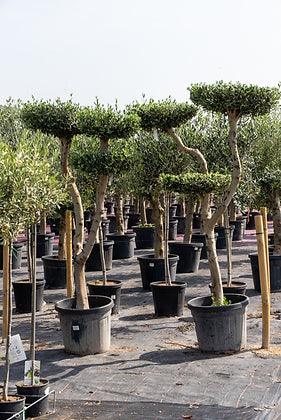 Cloud olive tree 5-7 ft - plant pots uk