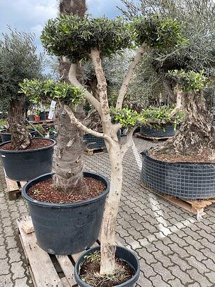 Cloud olive tree 6 ft - plant pots uk