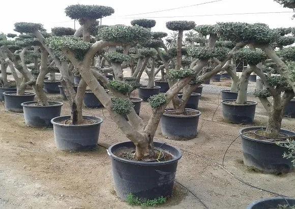 Cloud olive tree XXL 7-8 ft - plant pots uk