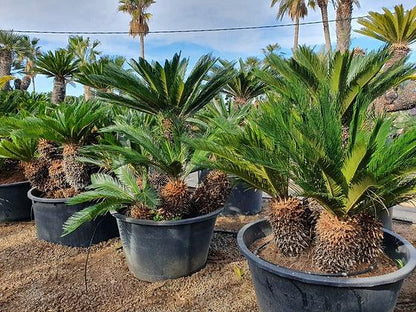 Cyca Revoluta - Sago Palm - plant pots uk