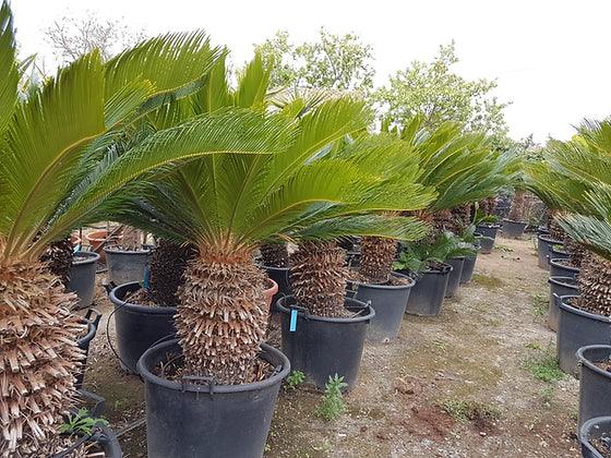 Cyca Revoluta - Sago Palm - plant pots uk