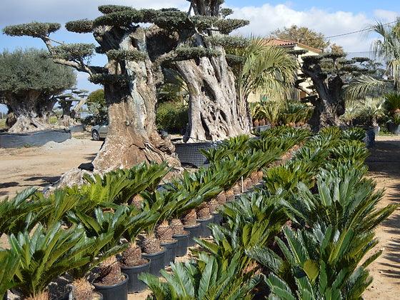 Cyca Revoluta - Sago Palm - plant pots uk