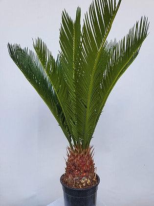 Cyca Revoluta - Sago Palm - plant pots uk