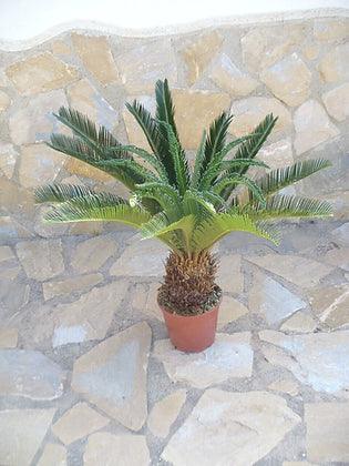 Flair Flower Cycaspalme en Pot Flair Flower Cycaspalme en Pot