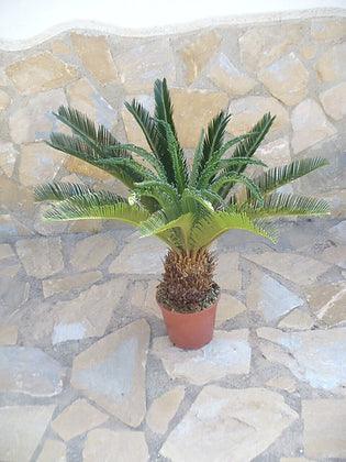 Cyca Revoluta - Sago Palm - plant pots uk