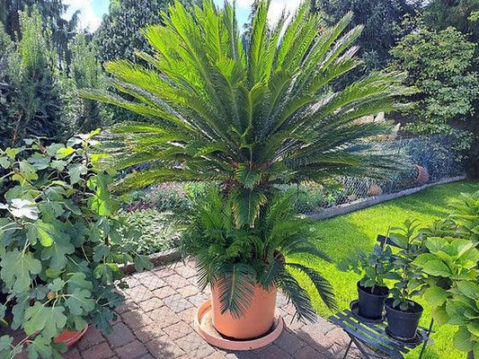 Cyca Revoluta - Sago Palm - plant pots uk