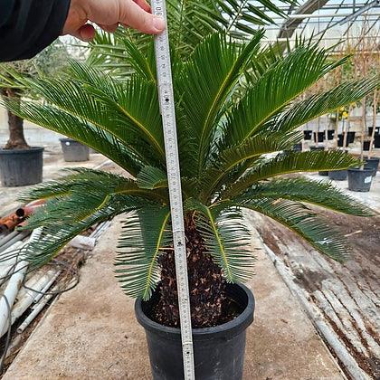 Cyca Revoluta - Sago Palm - plant pots uk