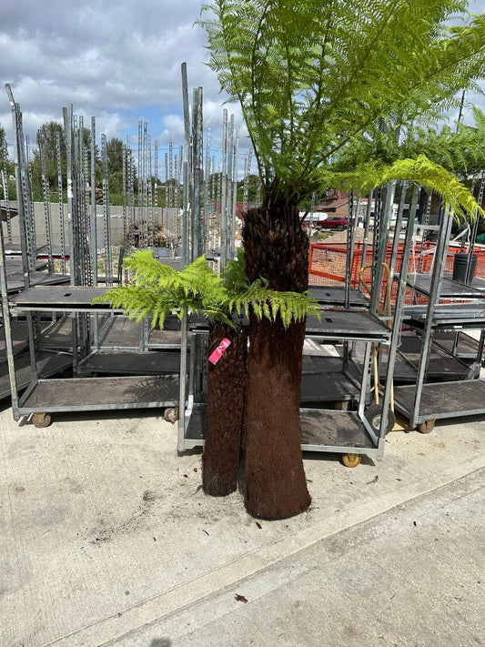 Dicksonia Antarctica - Australian Tree Fern - plant pots uk