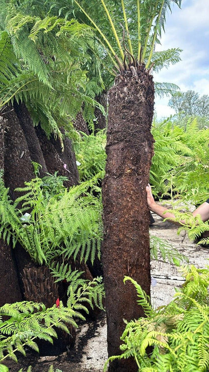 Dicksonia Antarctica - Australian Tree Fern - plant pots uk