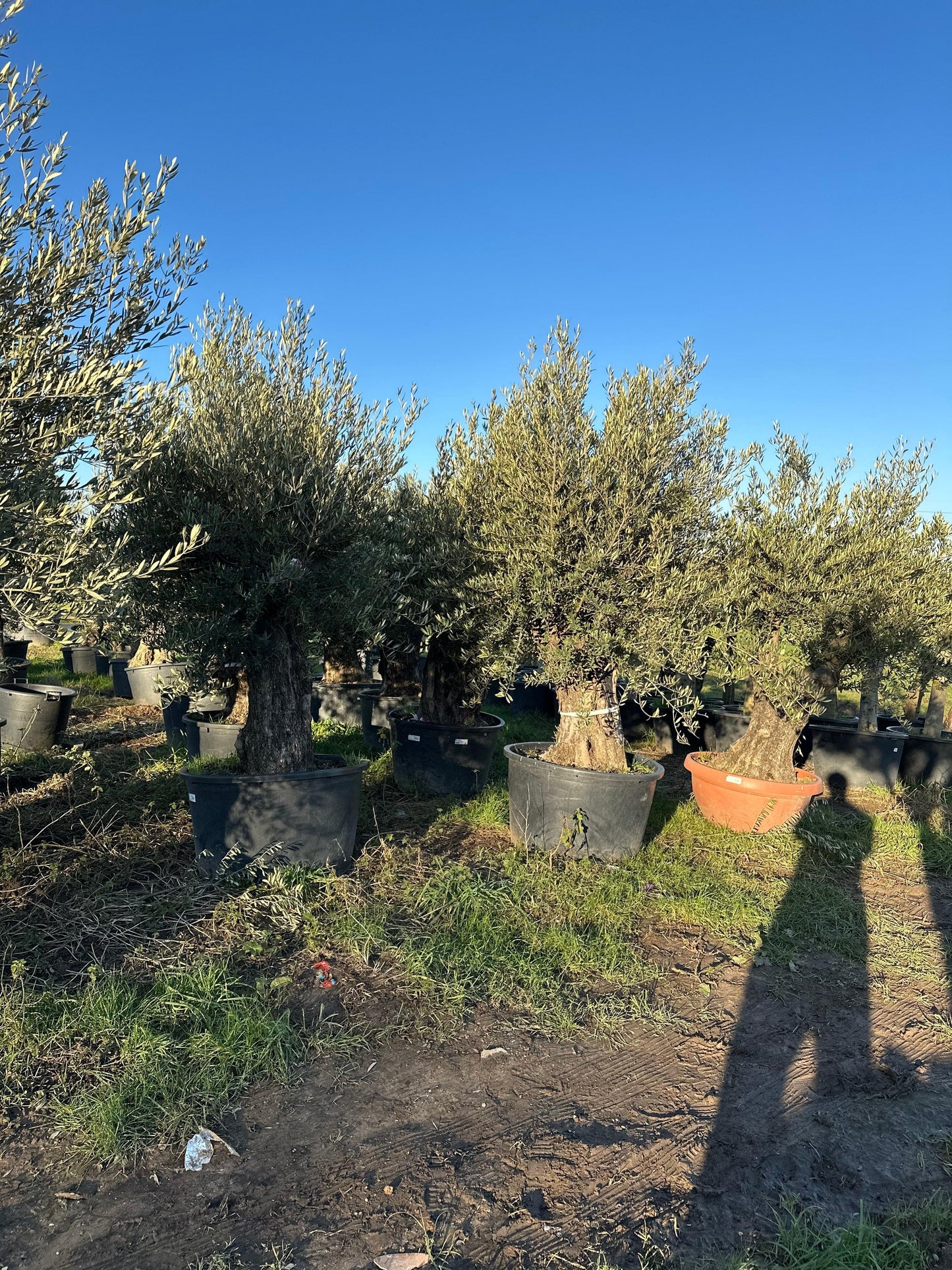 Ancient Olive Tree 7-8 ft - plant pots uk