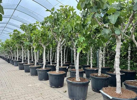 Ficus 'Brown Turkey' Fig Tree for Sale - plant pots uk