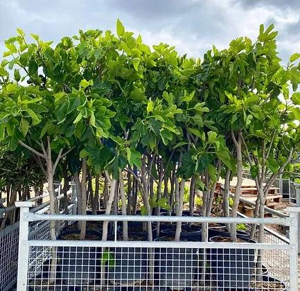 Ficus 'Brown Turkey' Fig Tree for Sale - plant pots uk