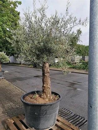 Gnarled Olive Tree 5-6 ft - plant pots uk