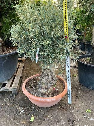 Gnarled Olive Tree 5 ft - plant pots uk