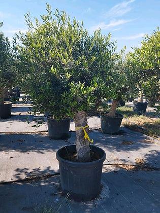 Gnarled Olive Trees 6 ft - plant pots uk