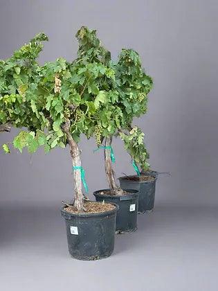 Grape Vine Trees - plant pots uk