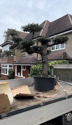 Huge ancient cloud olive tree - plant pots uk