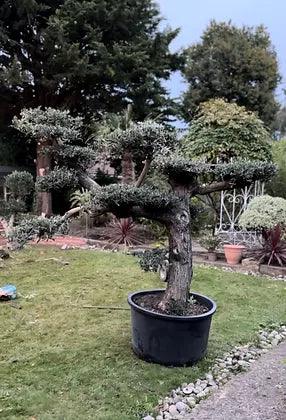 Huge ancient cloud olive tree - plant pots uk