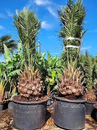 Jubaea Chilensis Palm Tree - plant pots uk