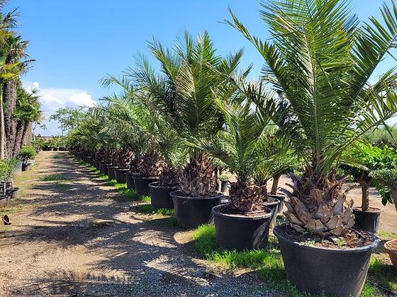 Jubaea Chilensis Palm Tree - plant pots uk