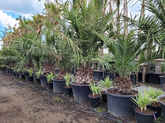 Jubaea Chilensis Palm Tree - plant pots uk