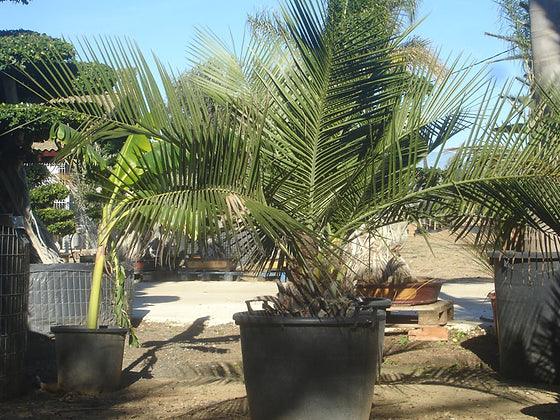 Jubaea Chilensis Palm Tree - plant pots uk