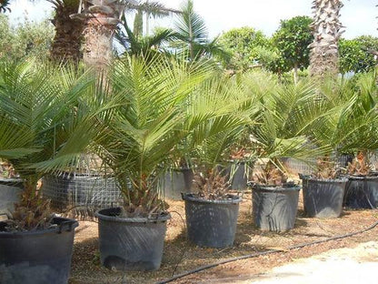 Jubaea Chilensis Palm Tree - plant pots uk